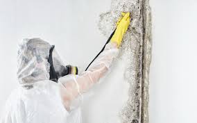 Best Dehumidification Services  in Apple Creek, OH